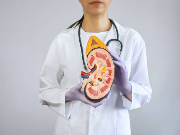 istock Nephrologist showing a kidney model 1634949444