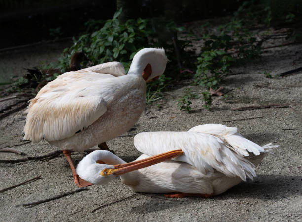 Two American White Pelicans Preening Their Feathers stock photo
