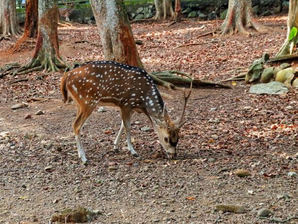 istock Lone deer eating in the forest 1634988597