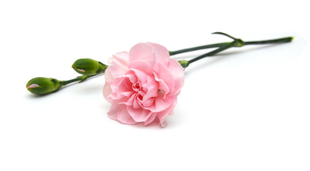 Beautiful pink carnation flowers isolated on white background