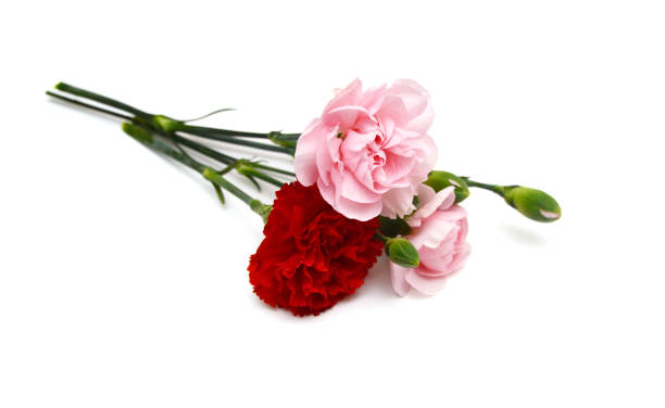 Beautiful pink carnation flowers isolated on white background