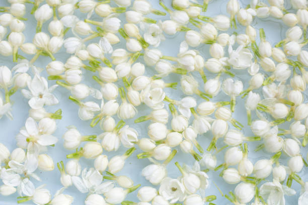 istock Thai jasmine flowers soaked in water 1634997986