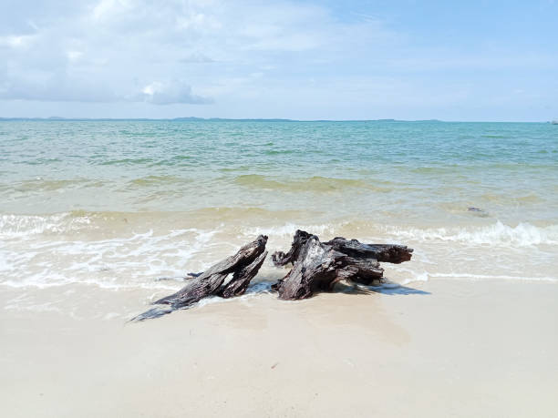istock Driftwood on the beach. Driftwood. Drift wood. 1635028668