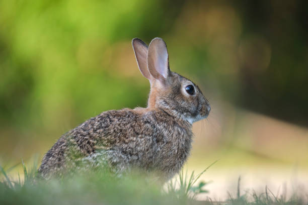 istock Grey small hare eating grass on summer field. Wild rabbit in nature 1635044405