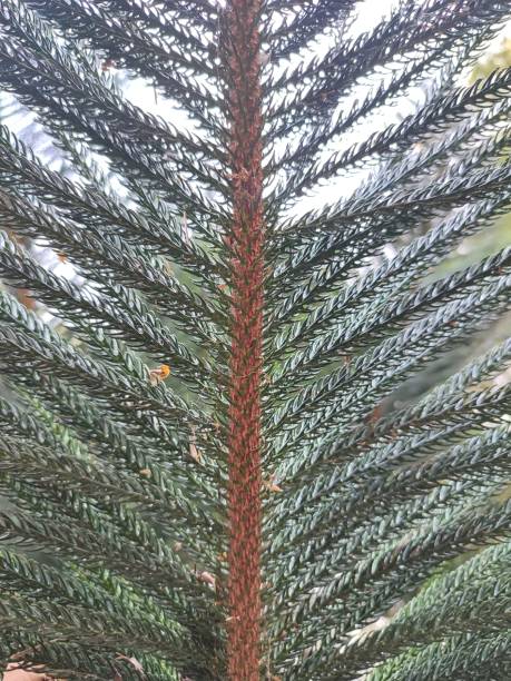 gros plan feuilles de pin en tropical - kesiya photos et images de collection
