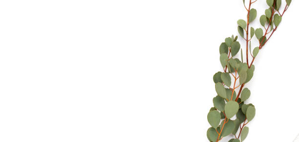 istock Eucalyptus leaves on white background. Green leaf branches. 1635050358