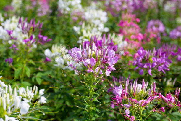 istock Cleome spinosa flower in the park 1635055551