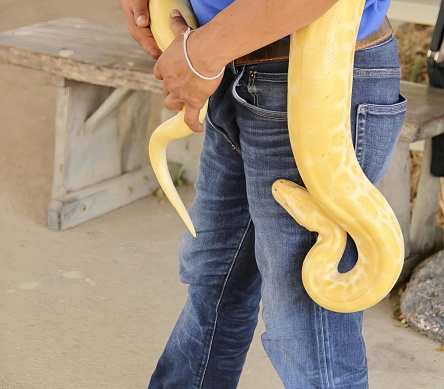 a photography of a person holding a yellow snake in their hands, python sebae in a person's hand with a blue shirt.