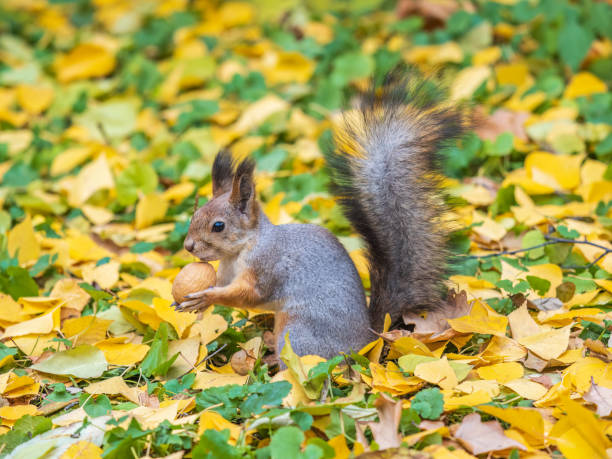 istock Autumn squirrel with nut sits on green grass with fallen yellow leaves 1635071346
