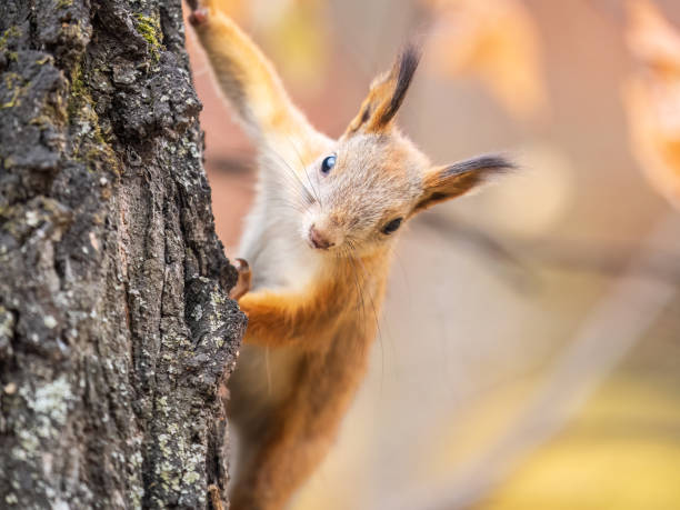 istock Portrait of a squirrel on a tree trunk 1635072404