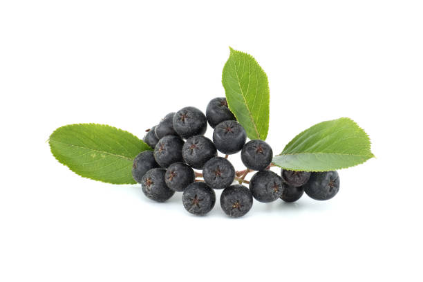 Bunch of aronia berries with green leaf on white stock photo