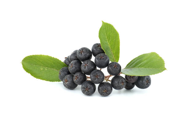 bunch of aronia berries with green leaf on white - tree isolated maple tree green imagens e fotografias de stock