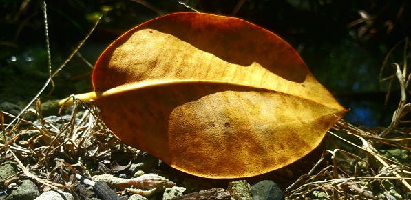 Closeup photo of yellow leaf on the ground