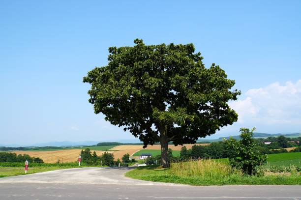 istock Seven Star Tree in Biei Town - Famous Oak Tree 1635096820