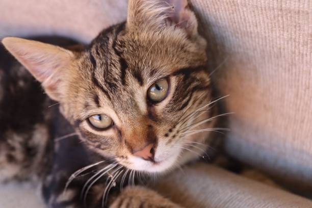 istock Domestic cat sitting on a beige couch, peeking around with a curious expression 1635107794