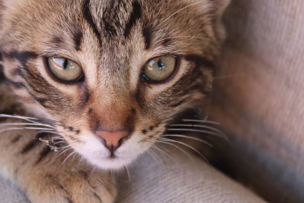 istock Domestic cat sitting on a beige couch, peeking around with a curious expression 1635107795