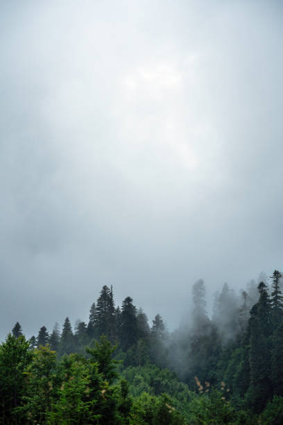 Treetops of the forest in dense fog