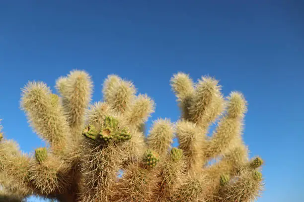 Close-up of a cholla cactus against the blue sky, Cholla Cactus Garden in Joshua Tree National Park, California.