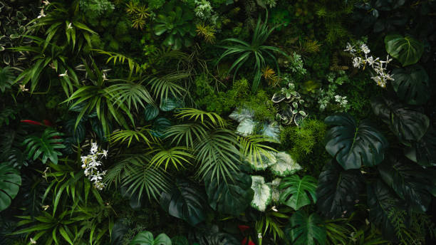istock Creative nature wall background, tropical leaf banner or floral jungle pattern concept. 1635110947