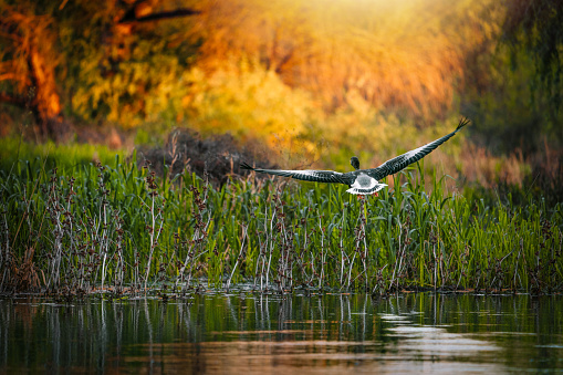 Beautiful bird in Danube Delta