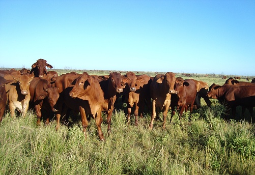 Nice red brahman cattle