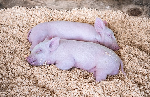 Two cute sleeping piglets snuggle together in a sawdust filled wooden pen. Selective focus on piglets.