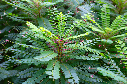 Phyllanthus pulcher herb plant with flower