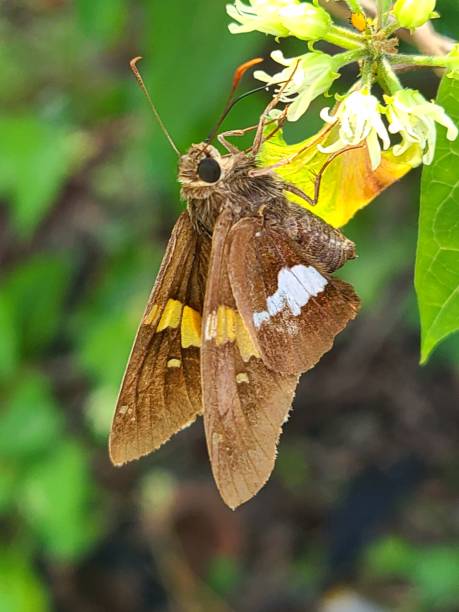 istock Silver-Spotted Skipper on Honeyvine flower 1635129697