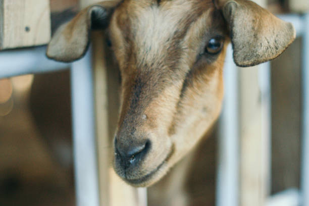 istock The goat is in the cage 1635132917