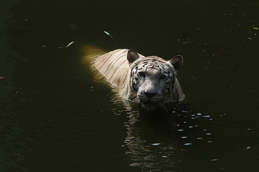 bengal white tiger is swimming in the pond