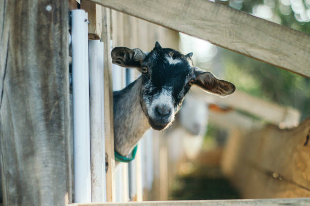 istock The goat is in the cage 1635133099