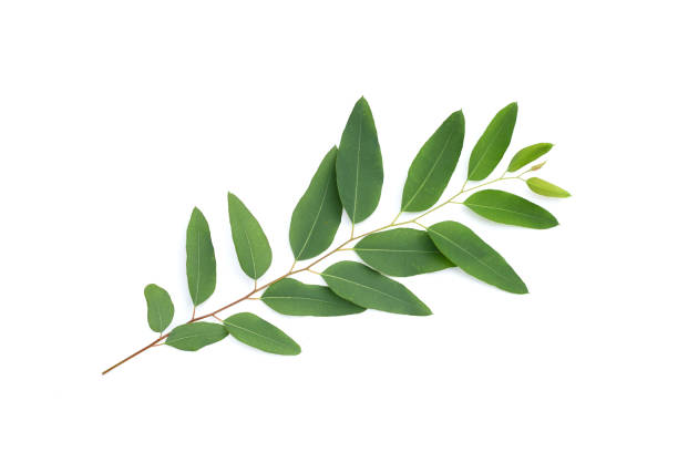 istock Green leaves of eucalyptus on white 1635133184