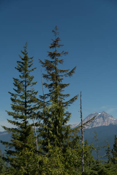 Hemlocks at Squamish viewpoint with Mt Sedqwick in the background stock photo