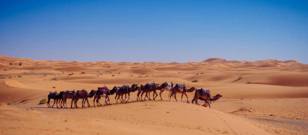 istock Sahara Desert Dunes and Camel Train 1635155781