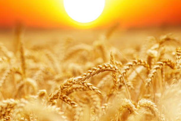 istock Gold wheat field on a sunset. Crops field. Selective focus 1635156620