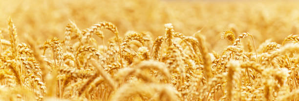 istock Gold wheat field, crops field. Selective focus 1635157650