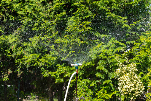 Water sprinkler. Water spray from garden sprinklers. Irrigation system - technique of watering in the garden. Garden sprinkler spraying water over the plants around.