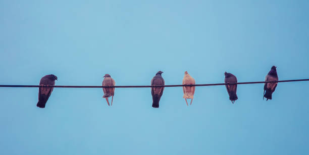 istock Flock of pigeons on electronic wires 1635173945