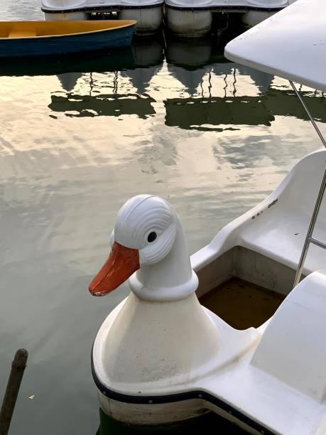 spinning boat duck river rowing boat