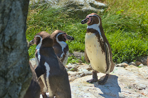 The Humboldt Penguin is a medium-sized penguin. It lives in South America, its range mainly includes most of the coast of Peru. Chilean or Peruvian penguin or Patranka.