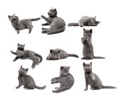 gray cats
