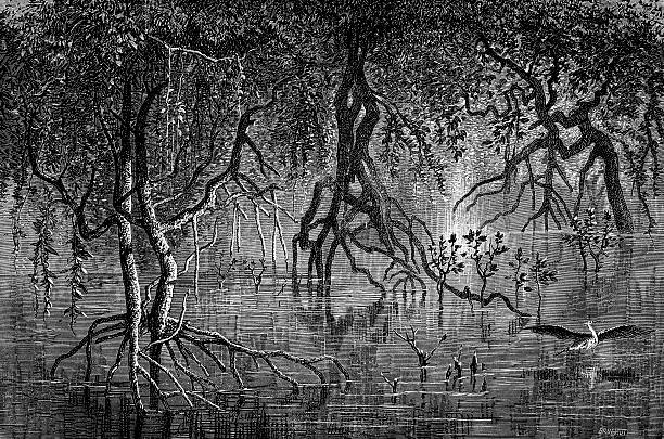Swamp