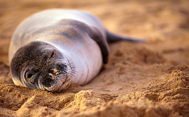 foca monaca in pericolo d'estinzione - specie in pericolo destinzione foto e immagini stock