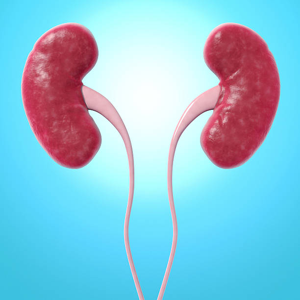 Human kidneys Human kidneys, computer artwork.  kidney organ stock pictures, royalty-free photos & images