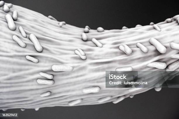 Escherichia Coli - Fotografias de stock e mais imagens de Ampliação - Ampliação, Bactéria, Bactéria Bacillus subtilis