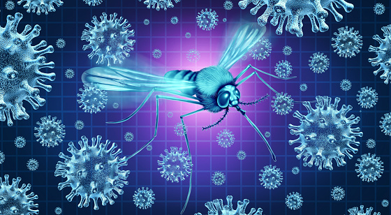 Mosquito Borne Virus risk like Zika  Dengue and Malaria spread through Aedes and Anopheles mosquitoes causing infectious diseases with 3D illustration elements.