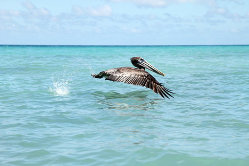 Brown pelicans (Pelecanus occidentalis) in formation flight over the Pacific Ocean.\n\nTaken in Davenport, California, USA.