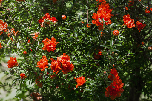 A flower on a pomegranate. A beautiful bright red flower on a branch with green leaves. A fruit tree is blooming. Pomegranate branches with bright red flowers. Red flowers on a pomegranate tree.