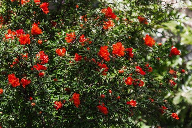 istock A beautiful bright red flower on a branch with green leaves 1635231442