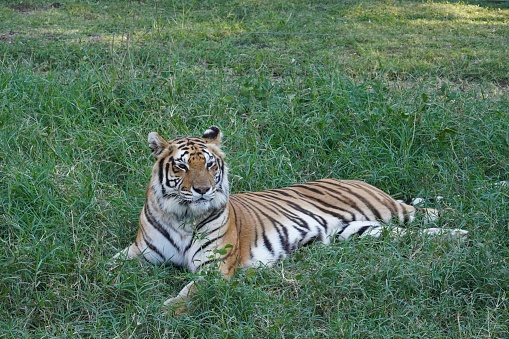 A majestic Bengal tiger lounging in a lush green meadow.